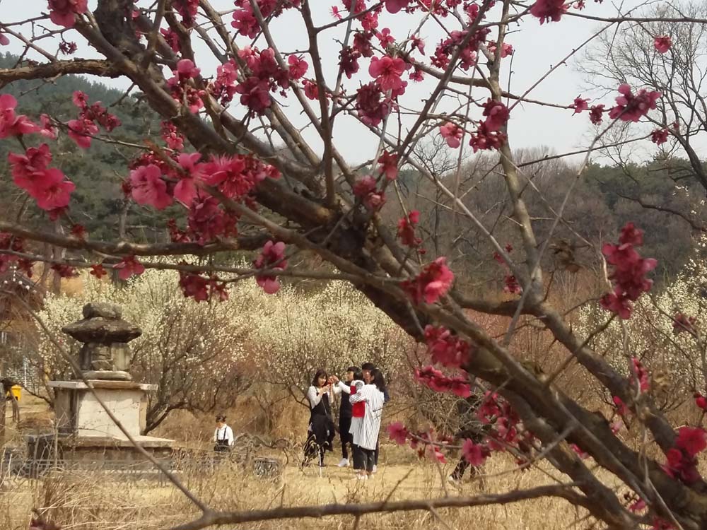 대구 달선군 인흥마을 남평문씨 세거지