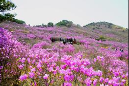 [행사] 제22회 비슬산 참꽃문화제의 빅 이벤트  「송해와 함께하는 참꽃가요제」  기사 이미지